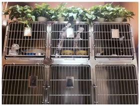 爱戌堂 裕华区高品质动物医院的开拓者