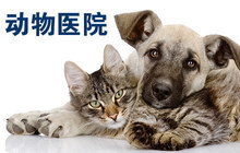 活宠物动物照护指南及动物医院服务概览