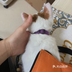 广州宠物动物医院指南 电话、地址、价格与营业时间一览