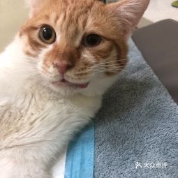 美联众合动物医院裕华分院 专业守护爱宠健康