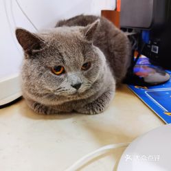 北京宠物动物医院指南 便捷信息一网打尽