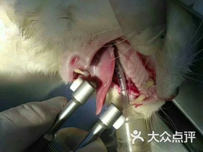 福懋动物医院(沙湾街店) - 广州宠物健康守护者