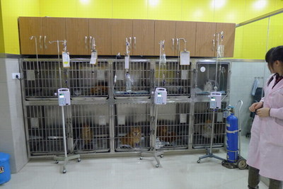 重庆名望宠物医院全新升级亮相 为爱宠健康保驾护航