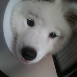 希望动物医院皇家转诊中心 武汉宠物医疗服务指南