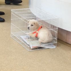 芭比堂爱心动物医院宁波海曙分院 专业与爱心并重的宠物健康守护者