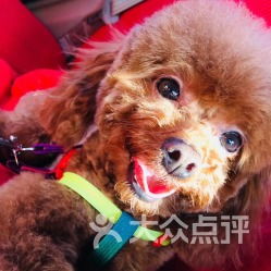 全心守护，爱宠无忧 探访全心全意连锁动物医院与宠爱伴侣医院