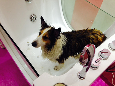 专业守护，健康相伴——探访石家庄裕华区安诺动物医院