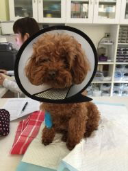 谢博士动物医院（长春） 宠物诊疗服务体验与用户评价综述