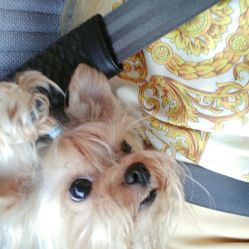 维恩动物医院 关爱宠物健康的专业守护者