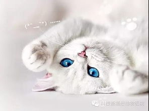 夏天宠物该不该剃毛？福懋动物医院剃毛服务体验分享