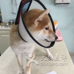 宠安动物医院香积寺路店 守护爱宠健康的专业港湾