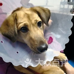 东兴动物医院东四院 守护宠物健康的专业港湾