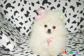 守护京城萌宠健康——探访北京炫彩动物医院