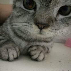 佳和动物医院 为爱宠提供专业与温情的医疗港湾