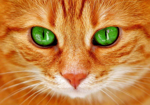 为什么小奶猫的眼睛都是蓝色的？——京秦动物医院为您揭秘