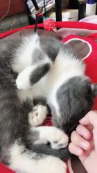 济世安宠之志 美联众合动物医院爱猫分院纪实