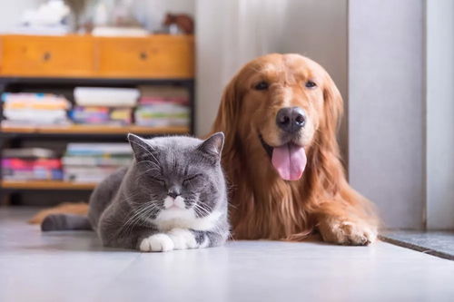福懋动物医院 治猫病，救狗命——一篇文章带你了解宠物献血