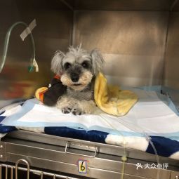 24小时名望动物医院指南 如何通过360地图查询详情