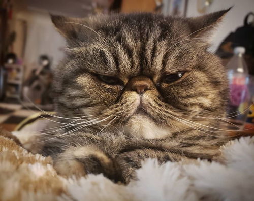 福懋动物医院 猫咪出现泪痕不仅影响美观,还可能引发多种病症,铲屎官别轻视